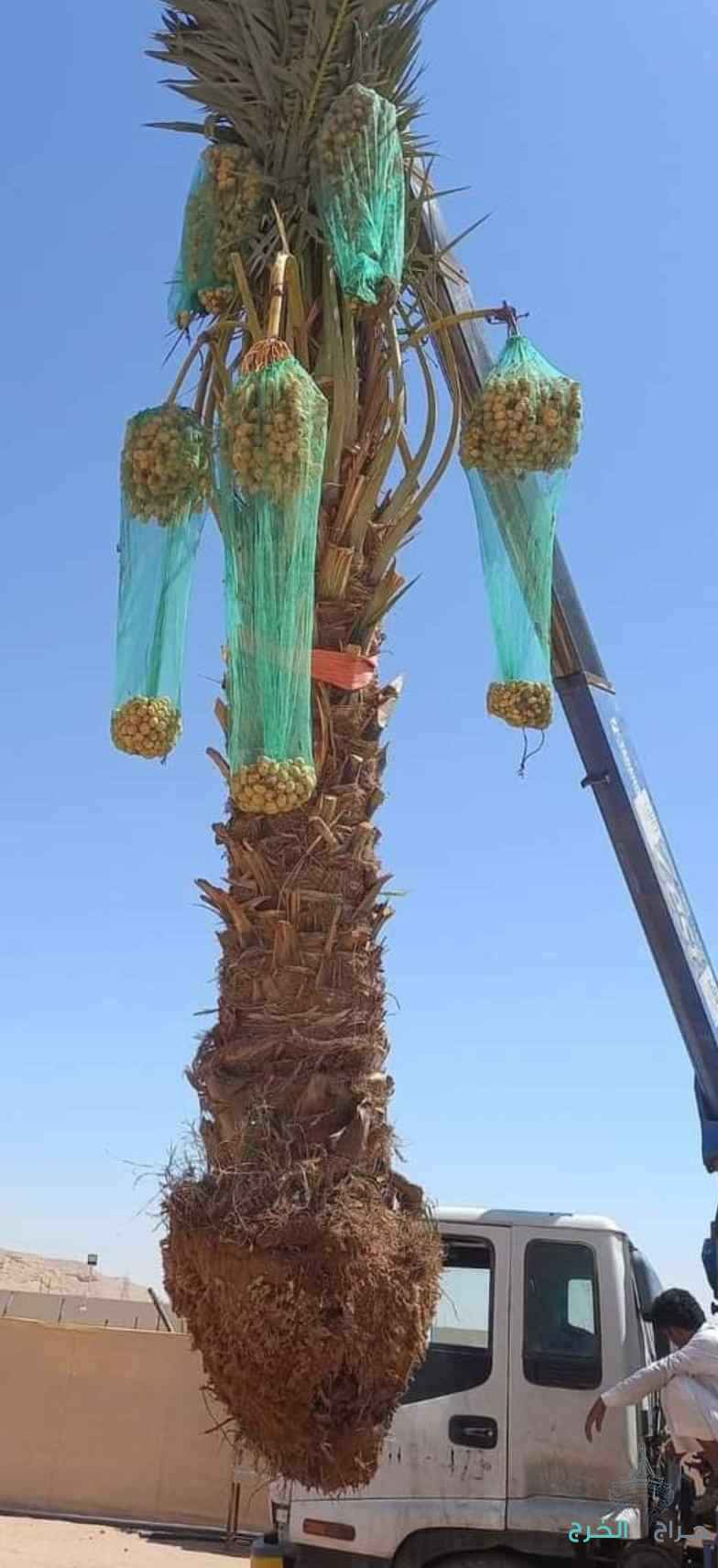 نخل جميع لصناف مثمر للبيع مع التوصيل والغرس 