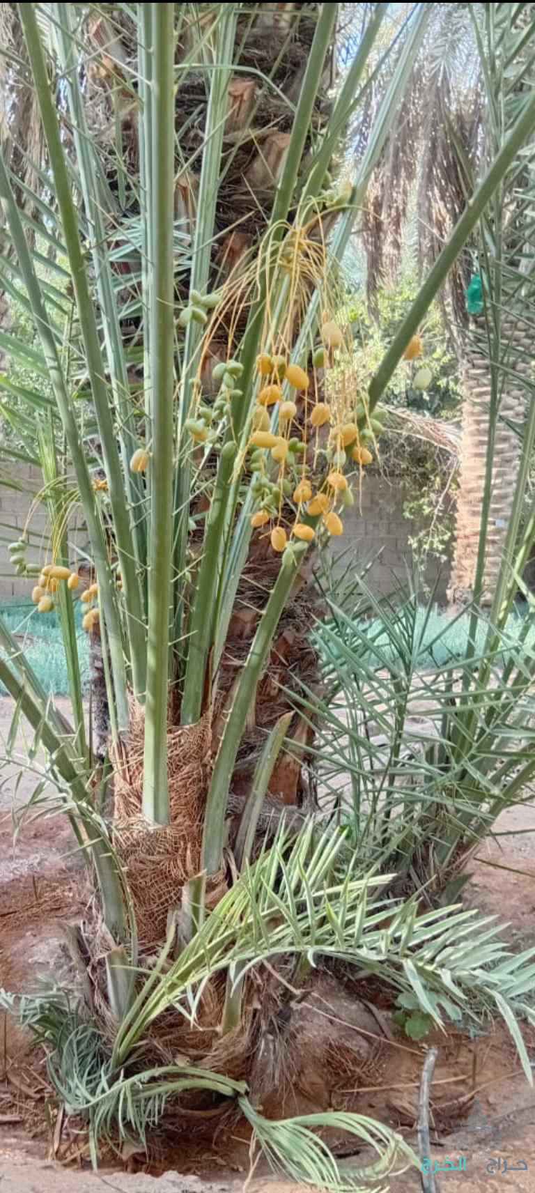 نخيل مثمر للبيع