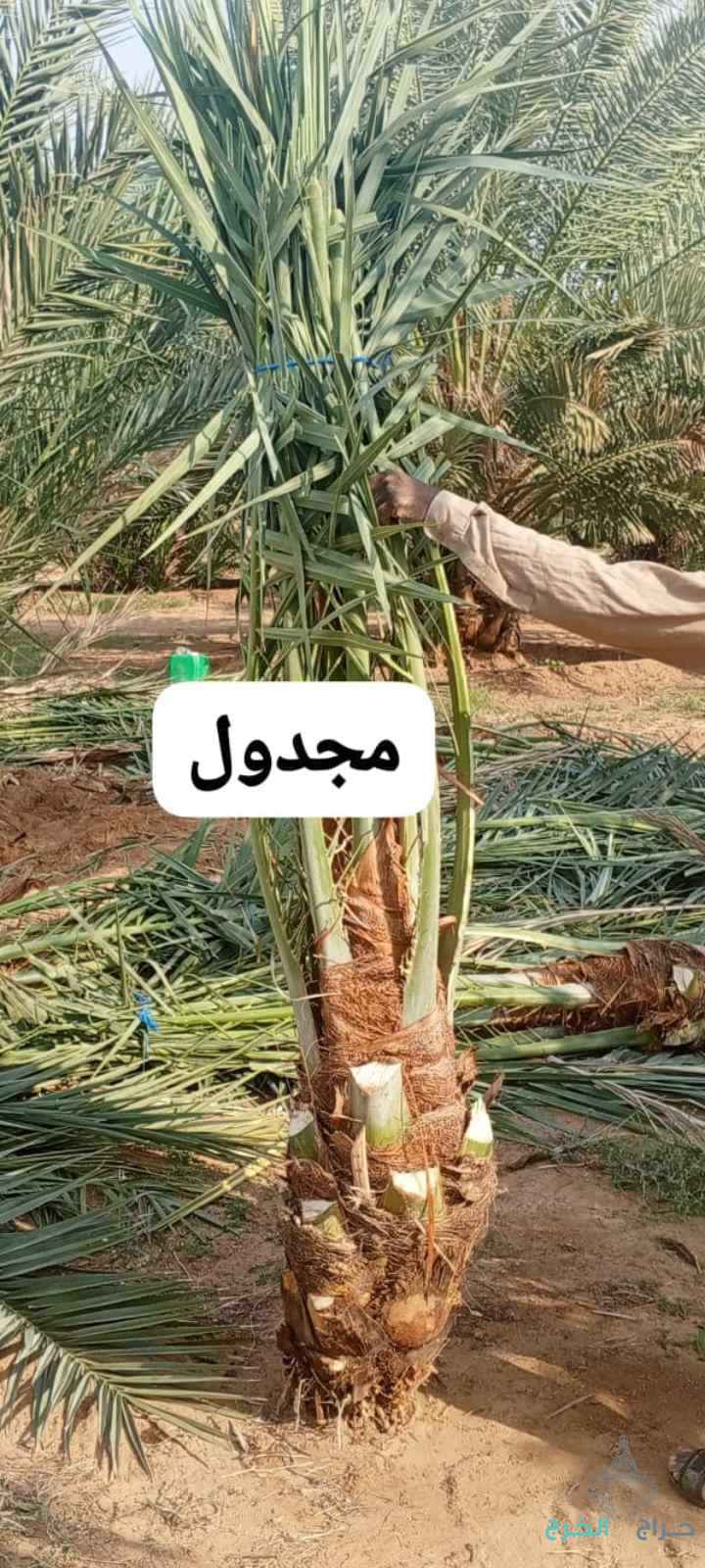 نخيل مثمر للبيع