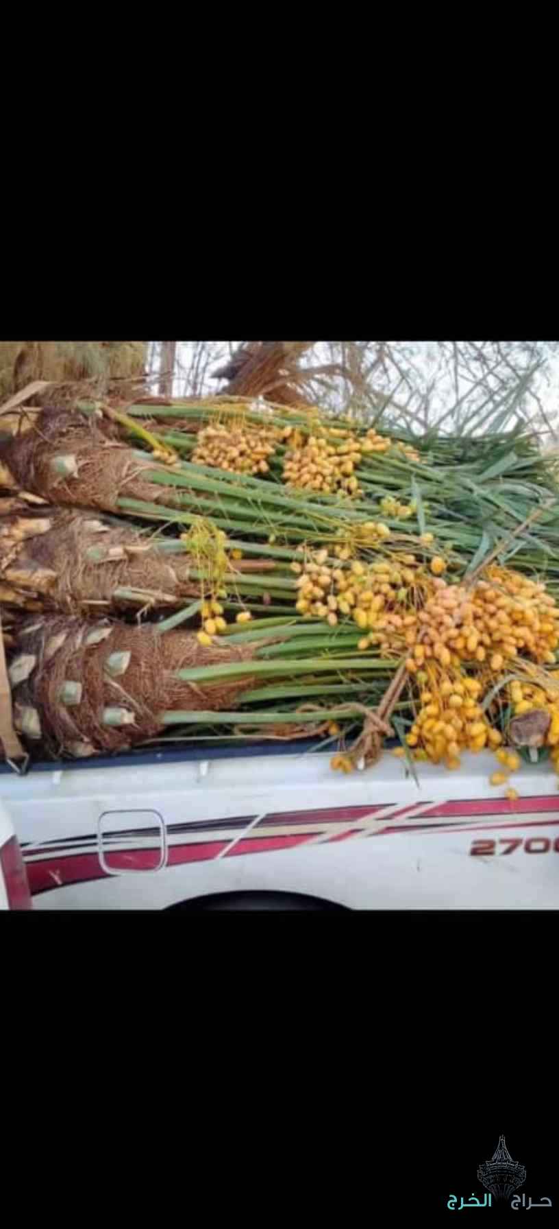 نخيل مثمر للبيع بجميع أنواعه ومقساته 