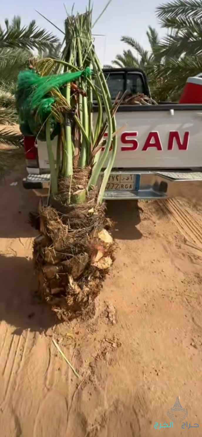 نخيل مثمر للبيع بجميع أنواعه ومقساته 