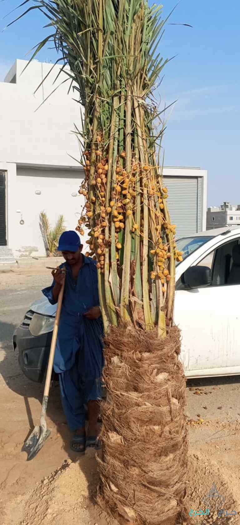 نخيل مثمر للبيع بجميع أنواعه ومقساته 