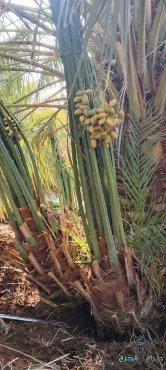 نخيل مثمر للبيع بجميع أنواعه ومقساته 