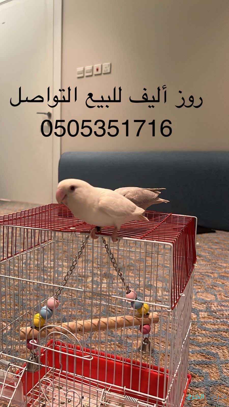 روز أليف 