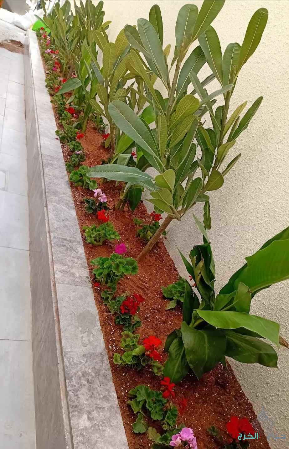 الرياض 