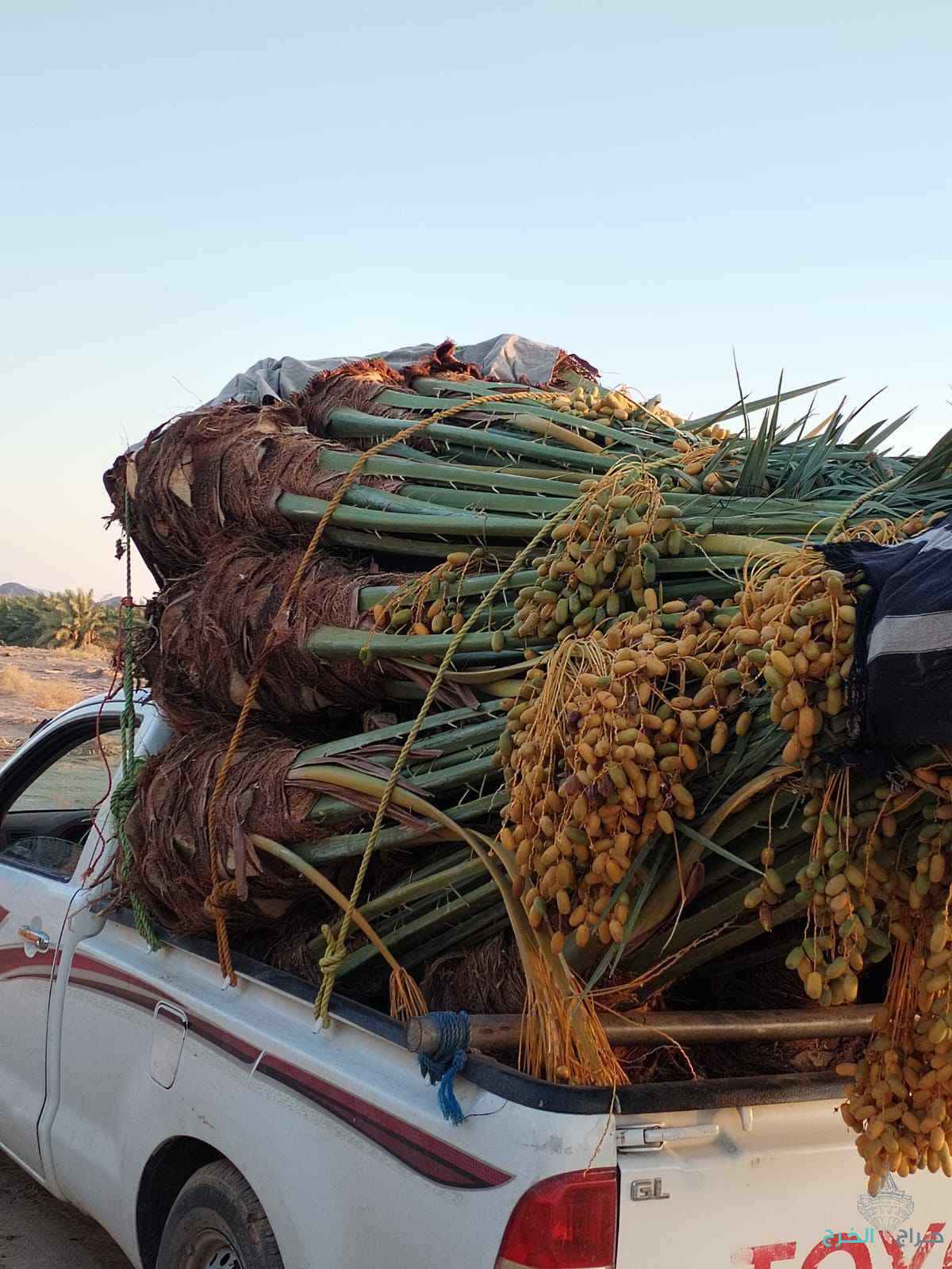 فسايل نخيل عربي مثمرر جميع المقاسات متوفره 