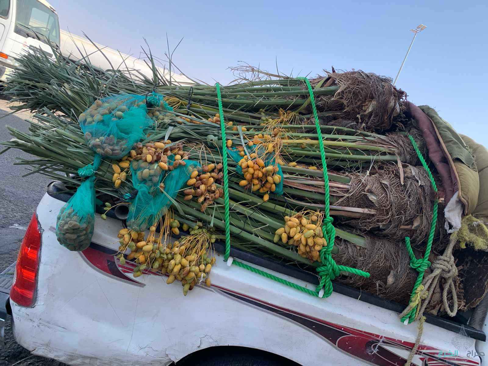 فسايل نخيل عربي مثمرر جميع المقاسات متوفره 