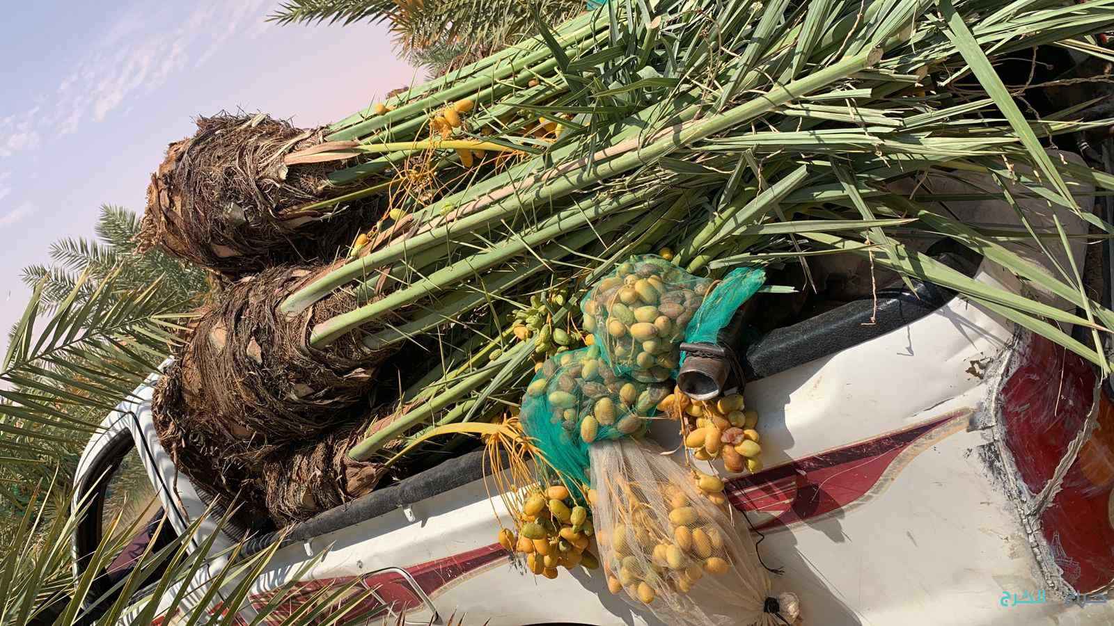 فسايل نخيل عربي مثمرر جميع المقاسات متوفره 