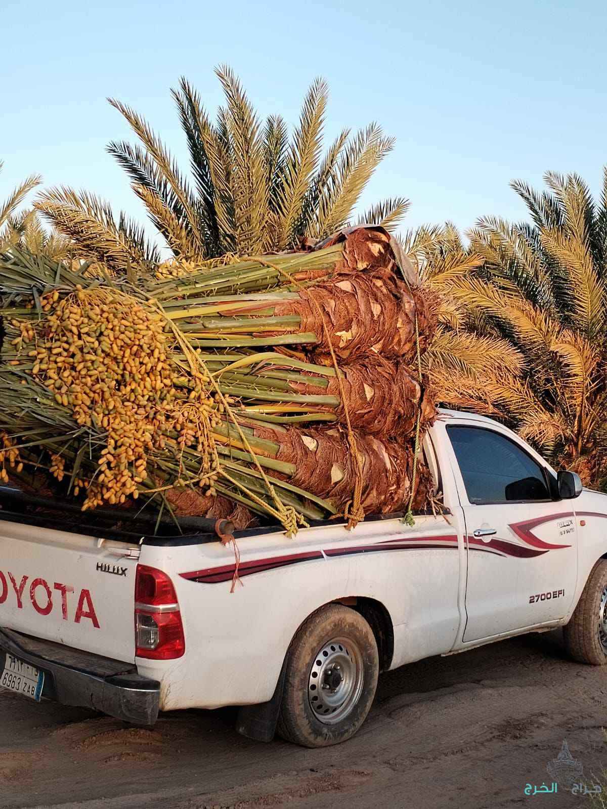 فسايل نخيل عربي مثمرر جميع المقاسات متوفره 