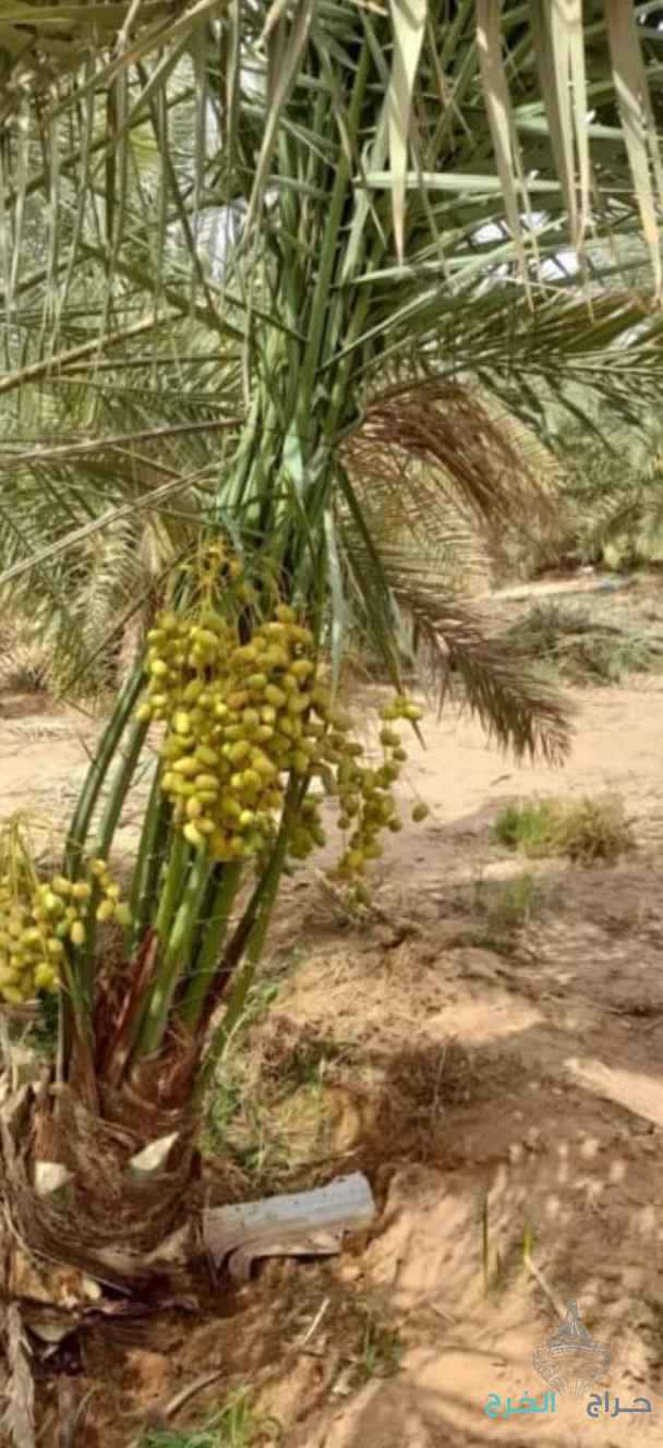 نخيل مثمر للبيع 