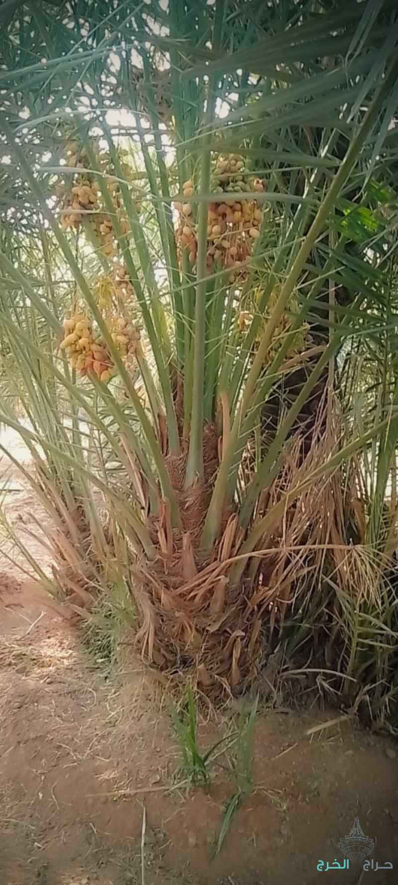 نخيل للبيع بجميع انواعه