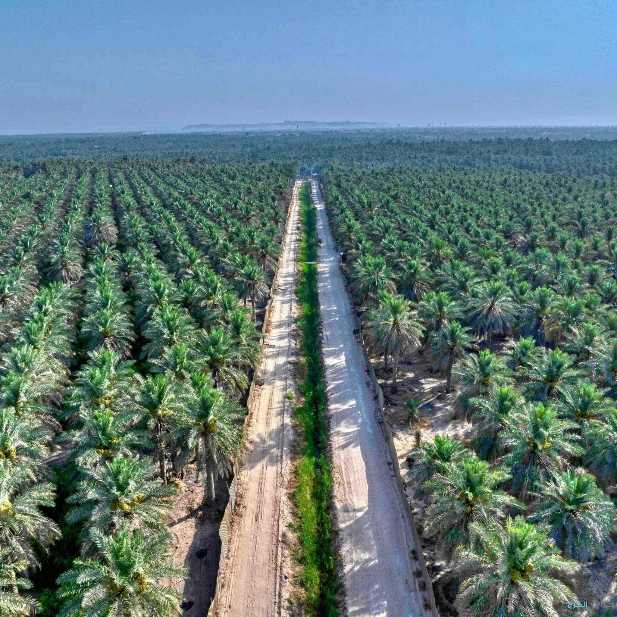 نخيل مثمر بجميع انواعه ومقاساته 