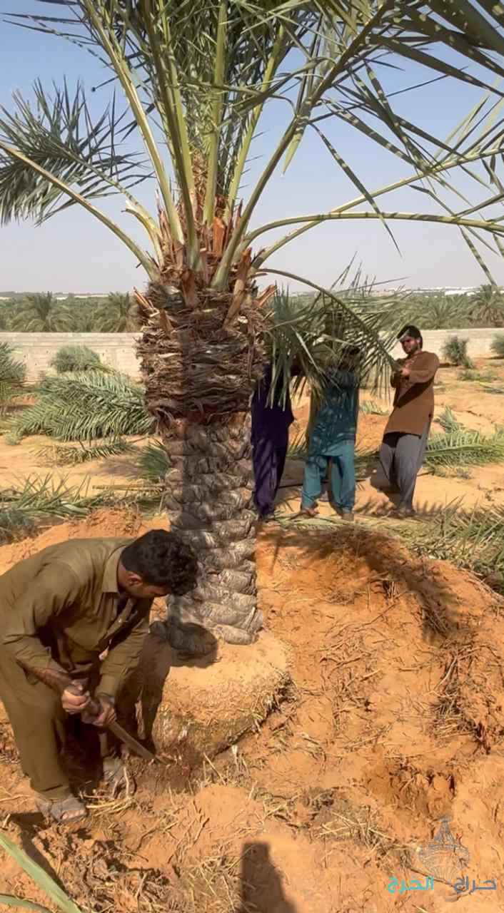 نخيل مثمر بجميع انواعه ومقاساته