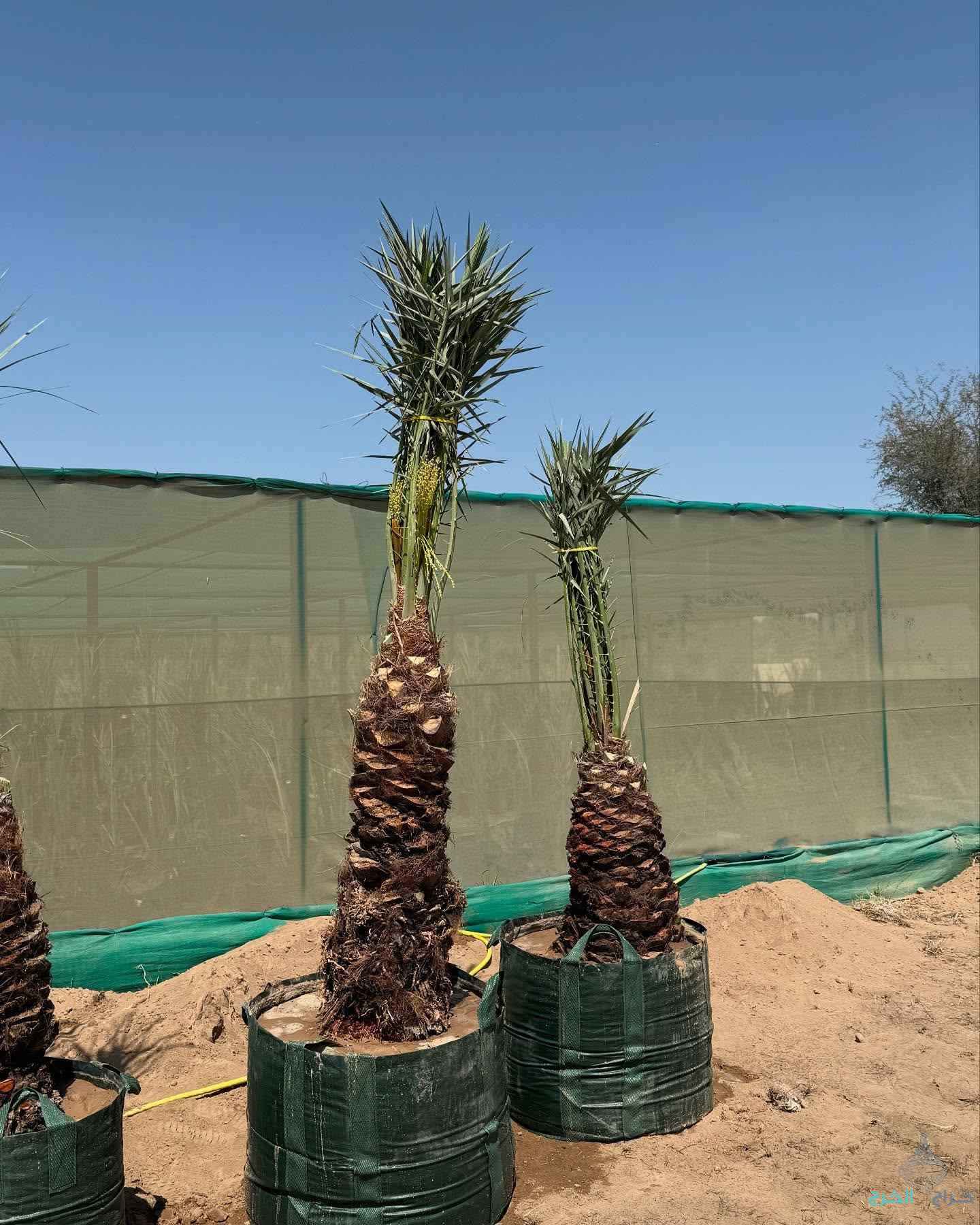 نخيل مثمر بجميع انواعه ومقاساته