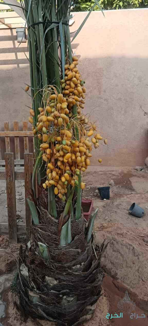 نخيل للبيع مثمر 