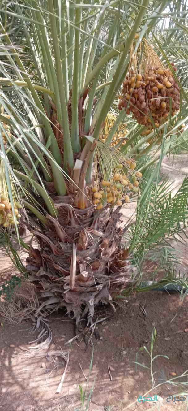 نخيل للبيع مثمر 