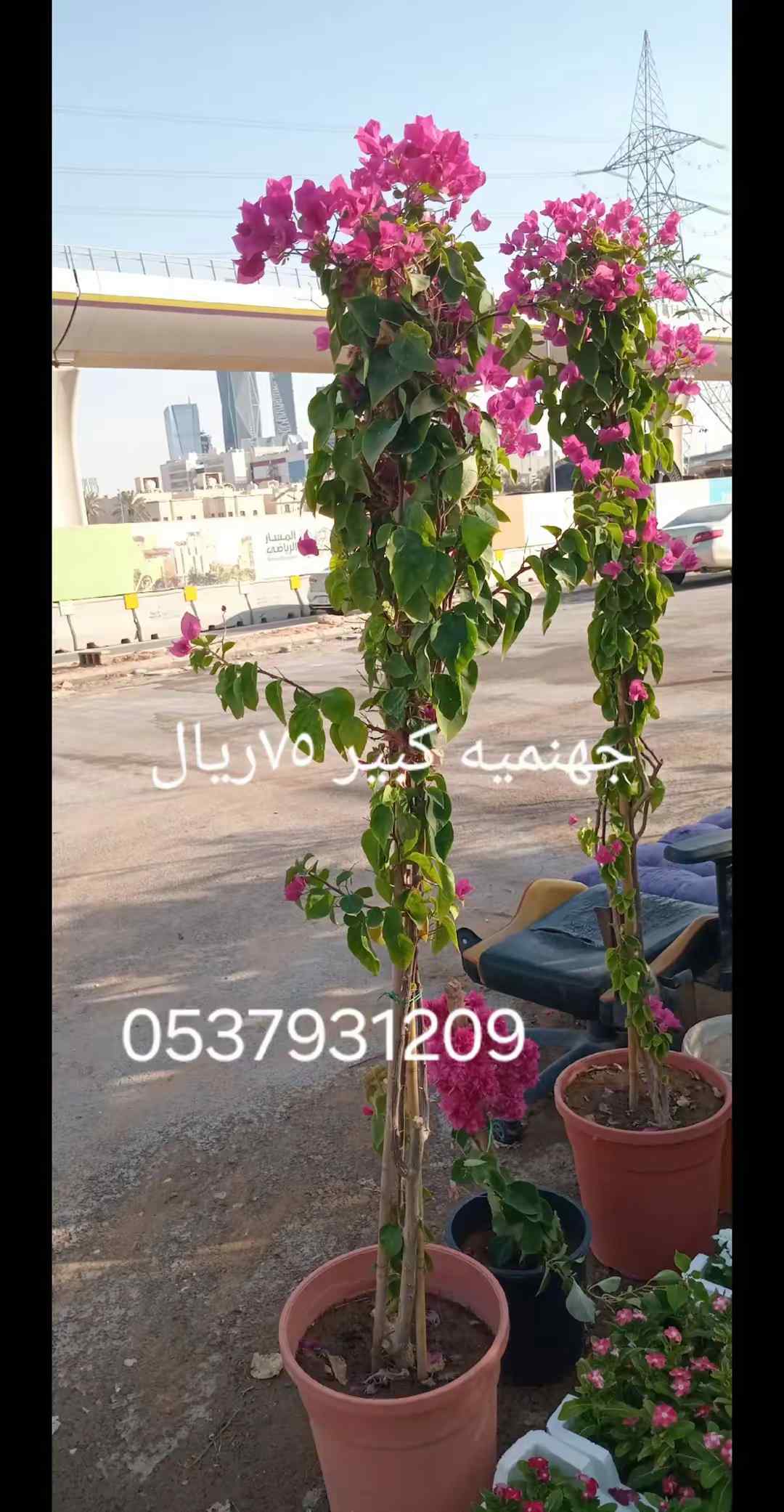 مشتل في الرياض حي الربيع 