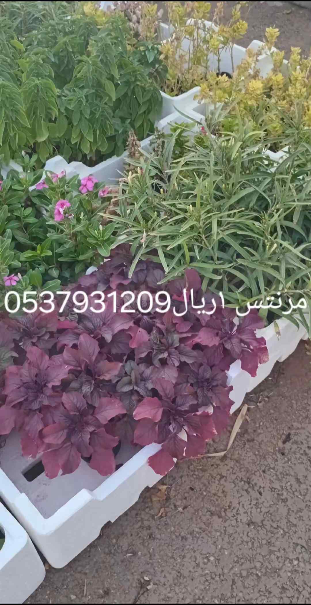 مشتل ظرع في الرياض حي الربيع 
