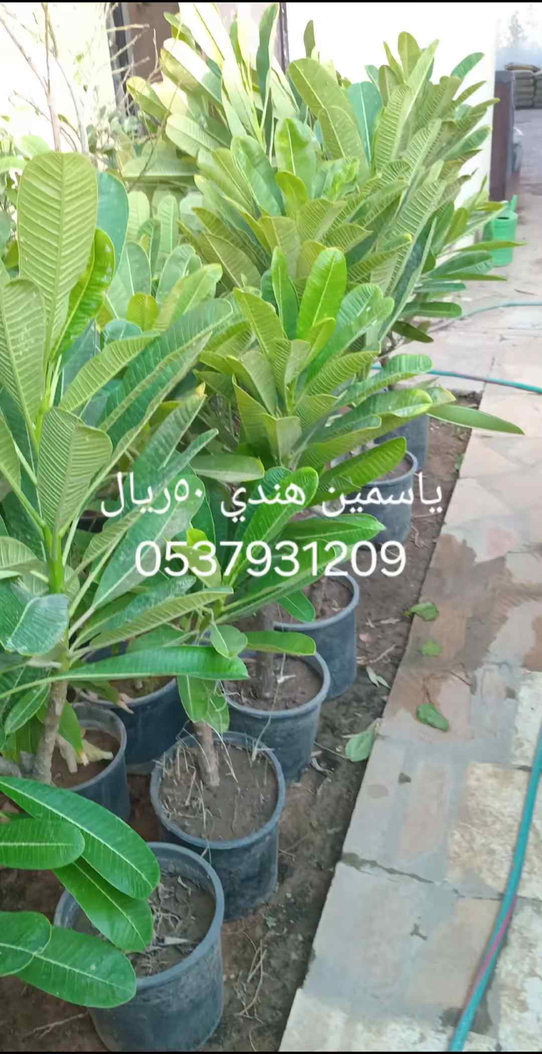 مشتل ظرع في الرياض حي الربيع 