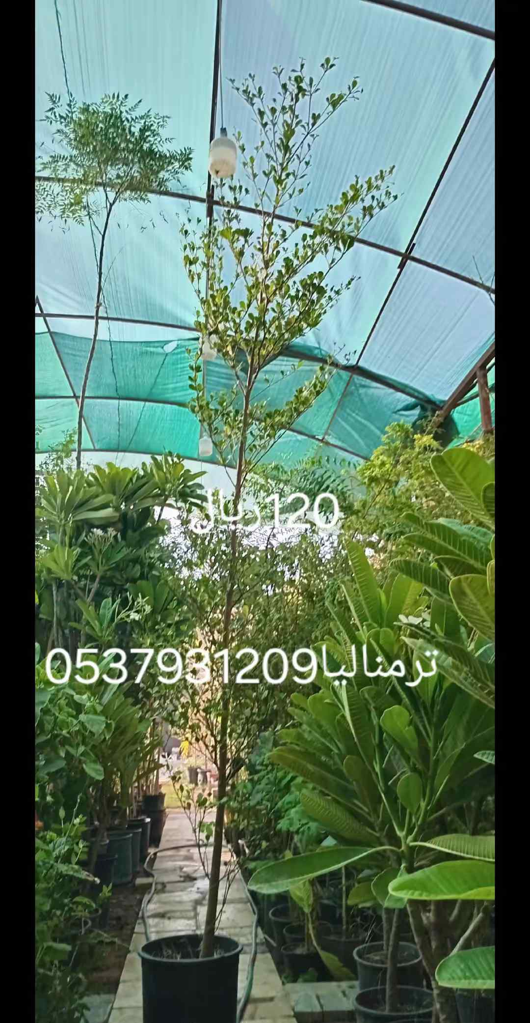 مشتل ظرع في الرياض حي الربيع 