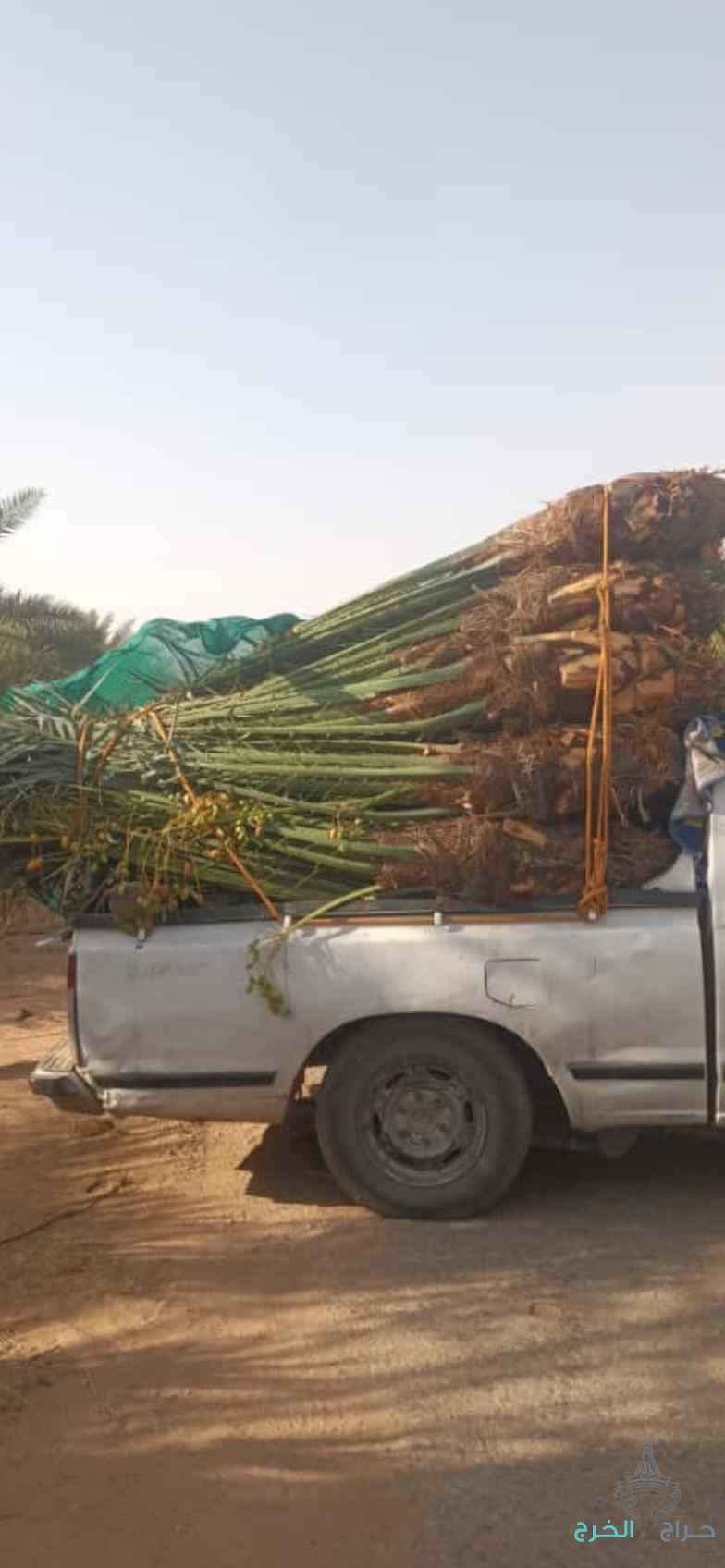 نخيل للبيع مثمر متواجد شمال الرياض 