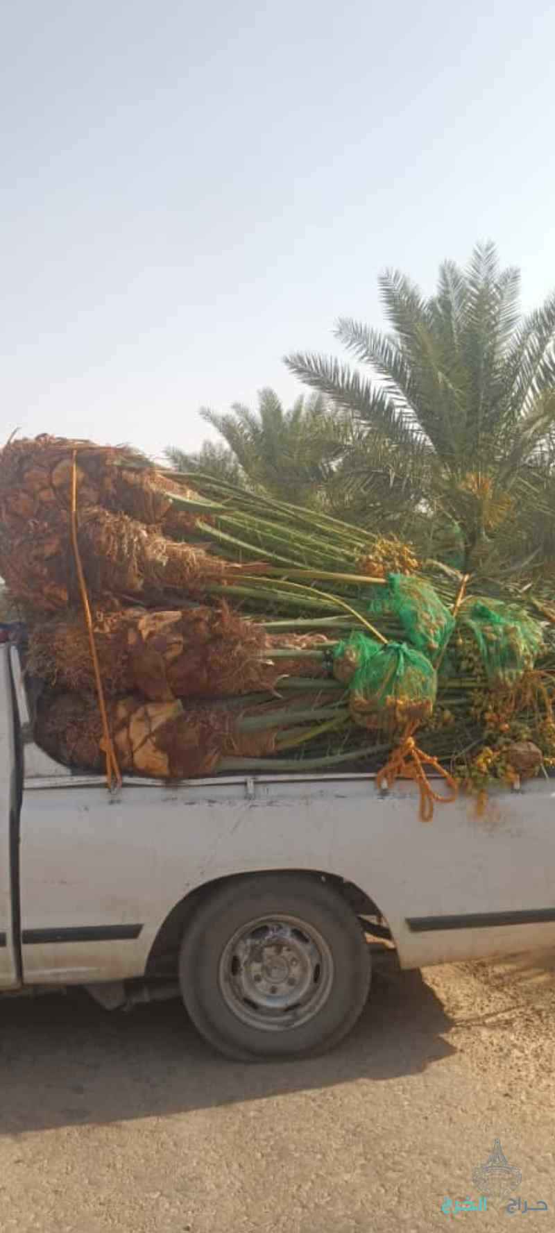 نخيل للبيع مثمر متواجد شمال الرياض 