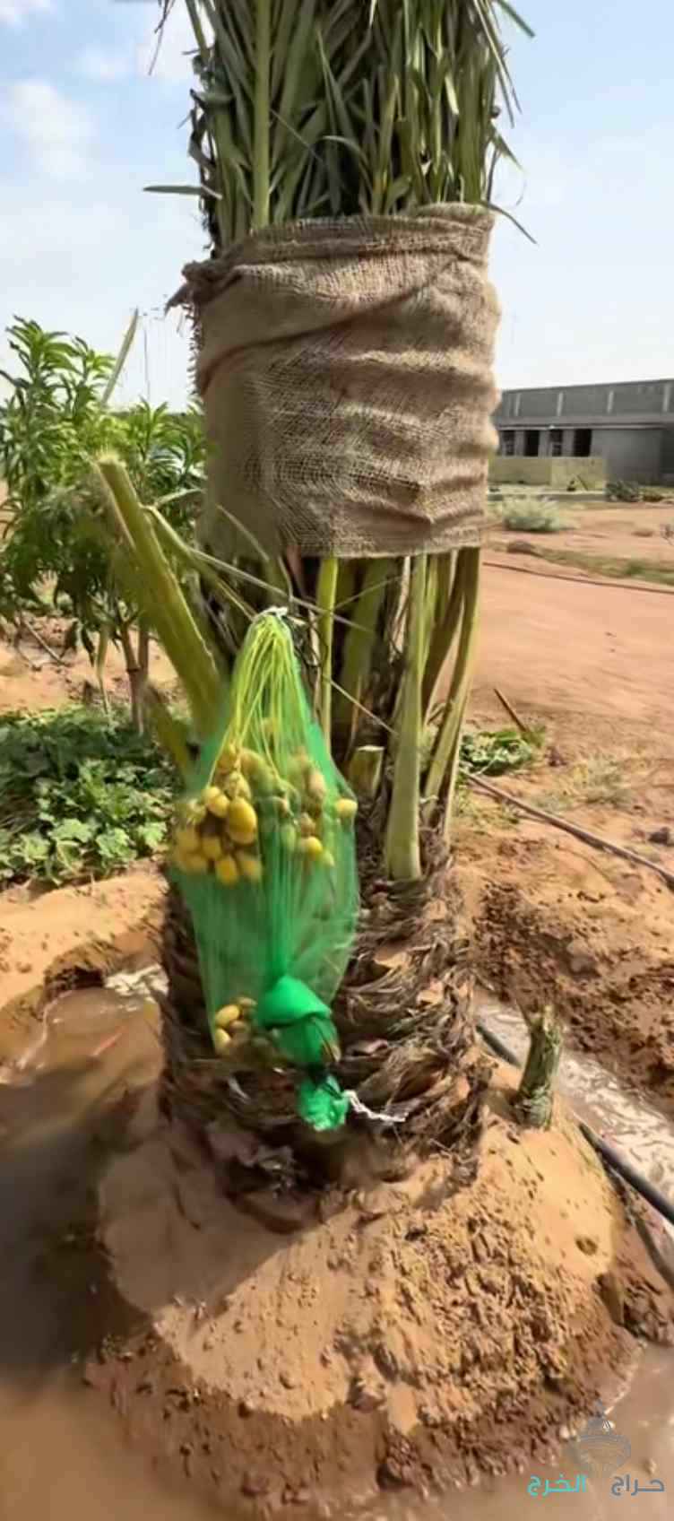 نخيل للبيع مثمر متواجد شمال الرياض 