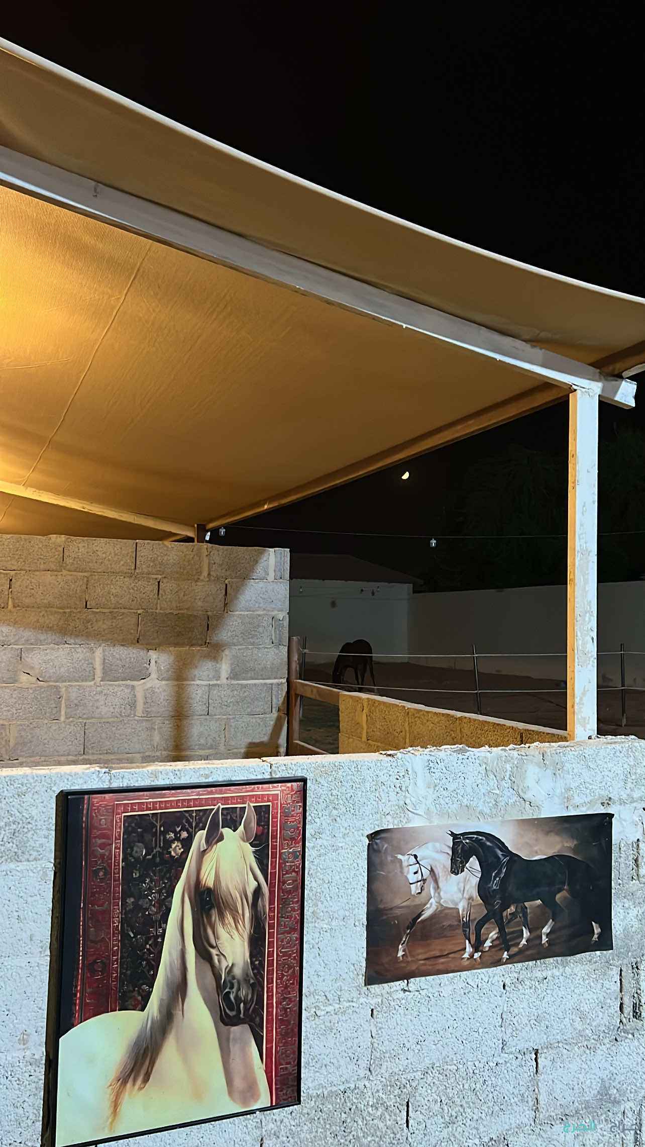 اسطبل في العفجه لتقبيل 
