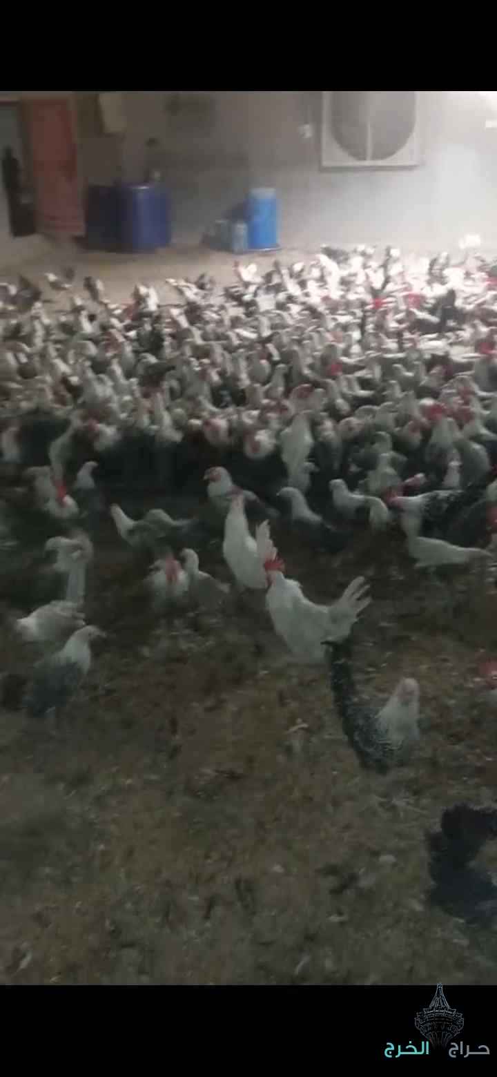 دجاج فيومي