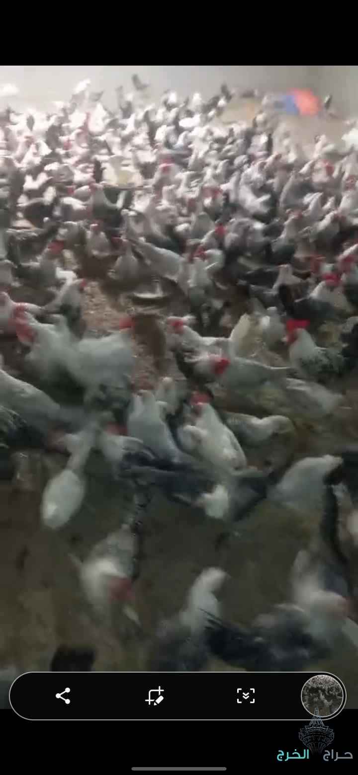 دجاج فيومي