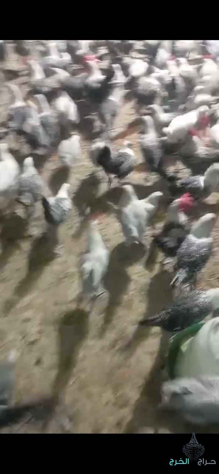 دجاج فيومي