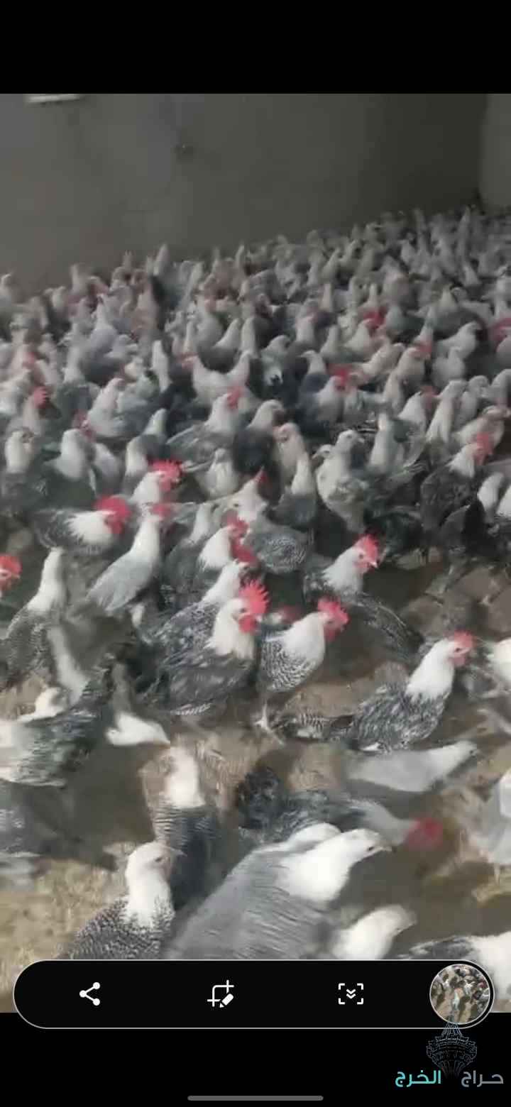 دجاج فيومي