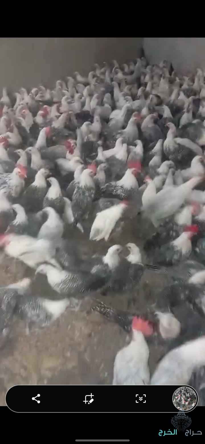 دجاج فيومي