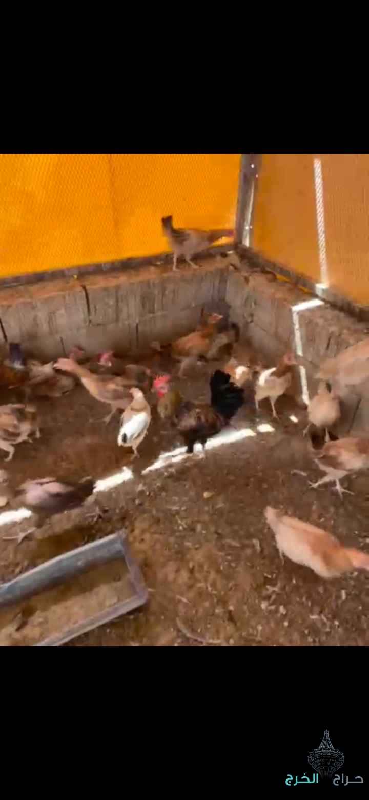 دجاج بلدي
