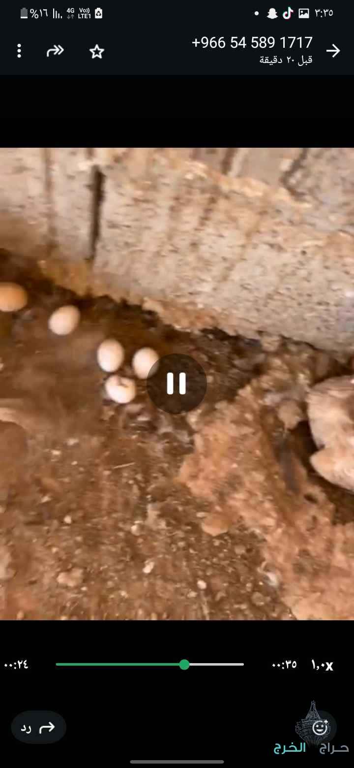 دجاج بلدي