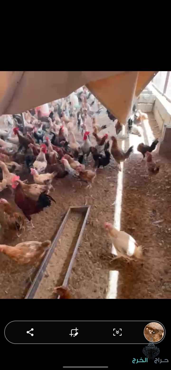 دجاج بلدي