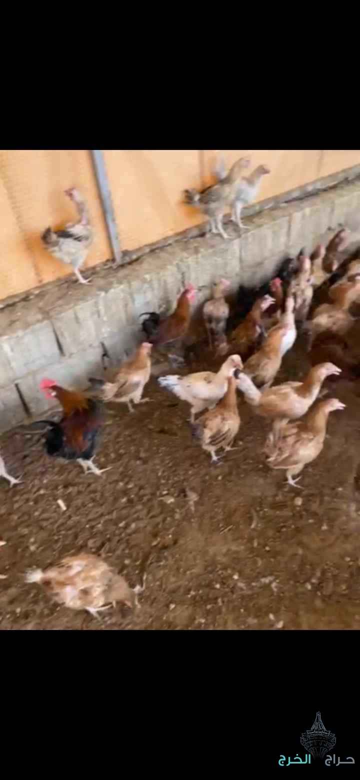 دجاج بلدي
