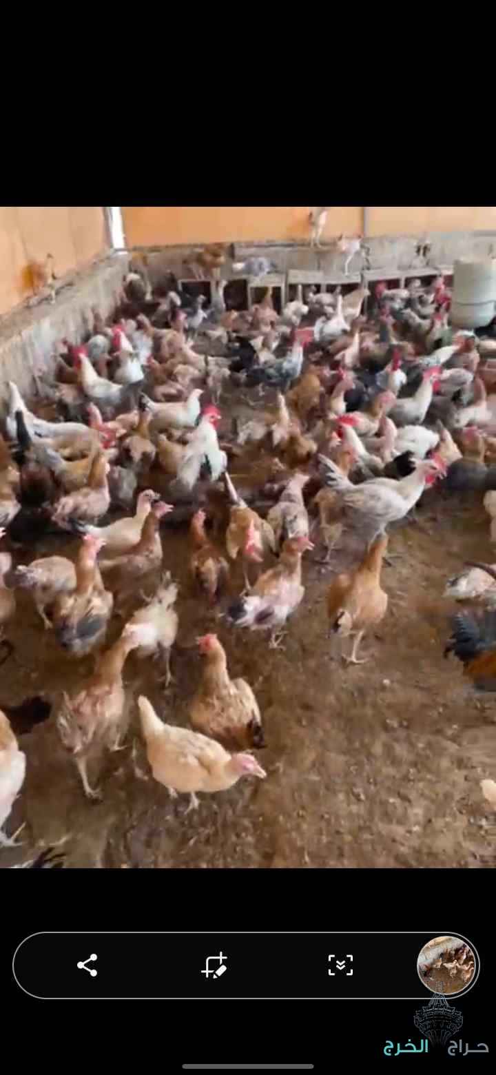 دجاج بلدي