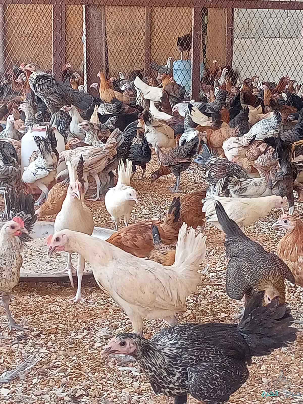 دجاج وبط