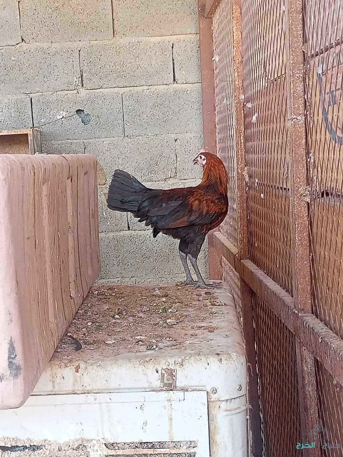 دجاج وبط