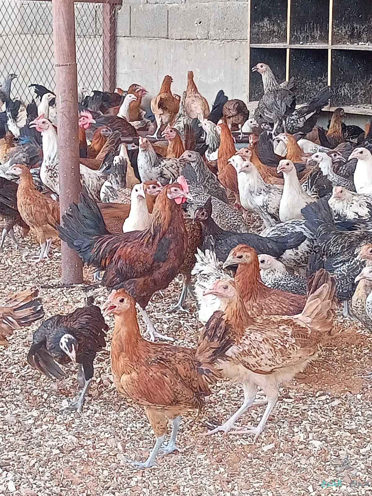 دجاج وبط