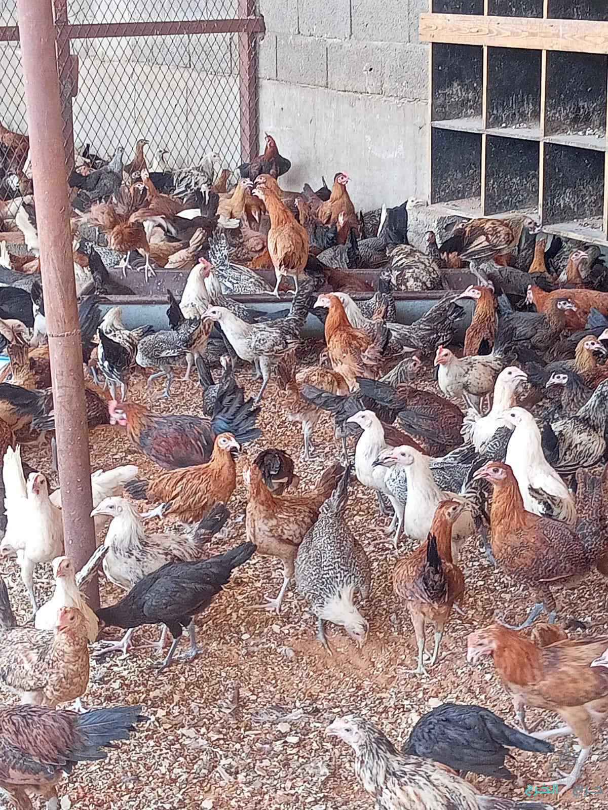 دجاج وبط