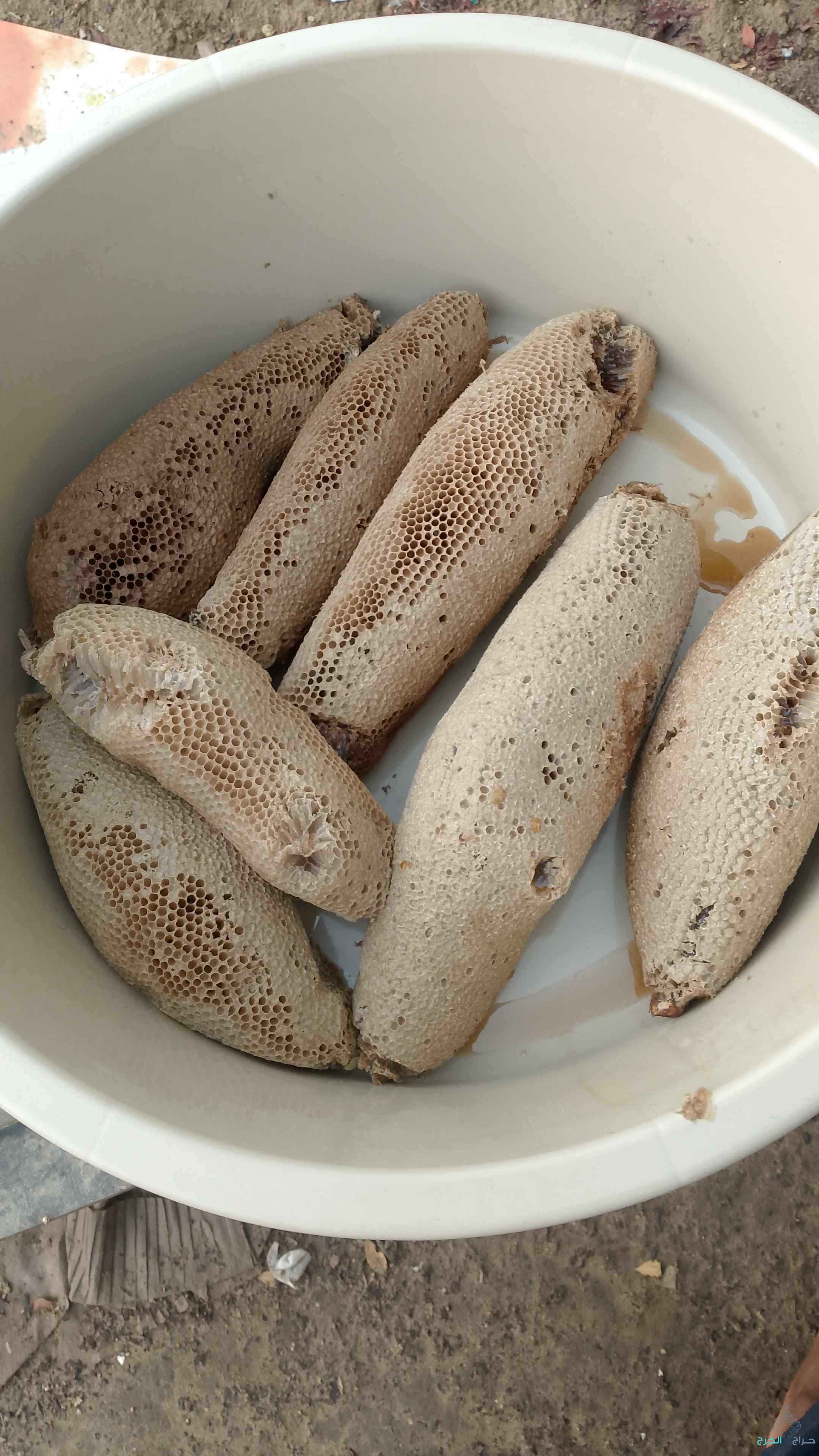 عسل بري