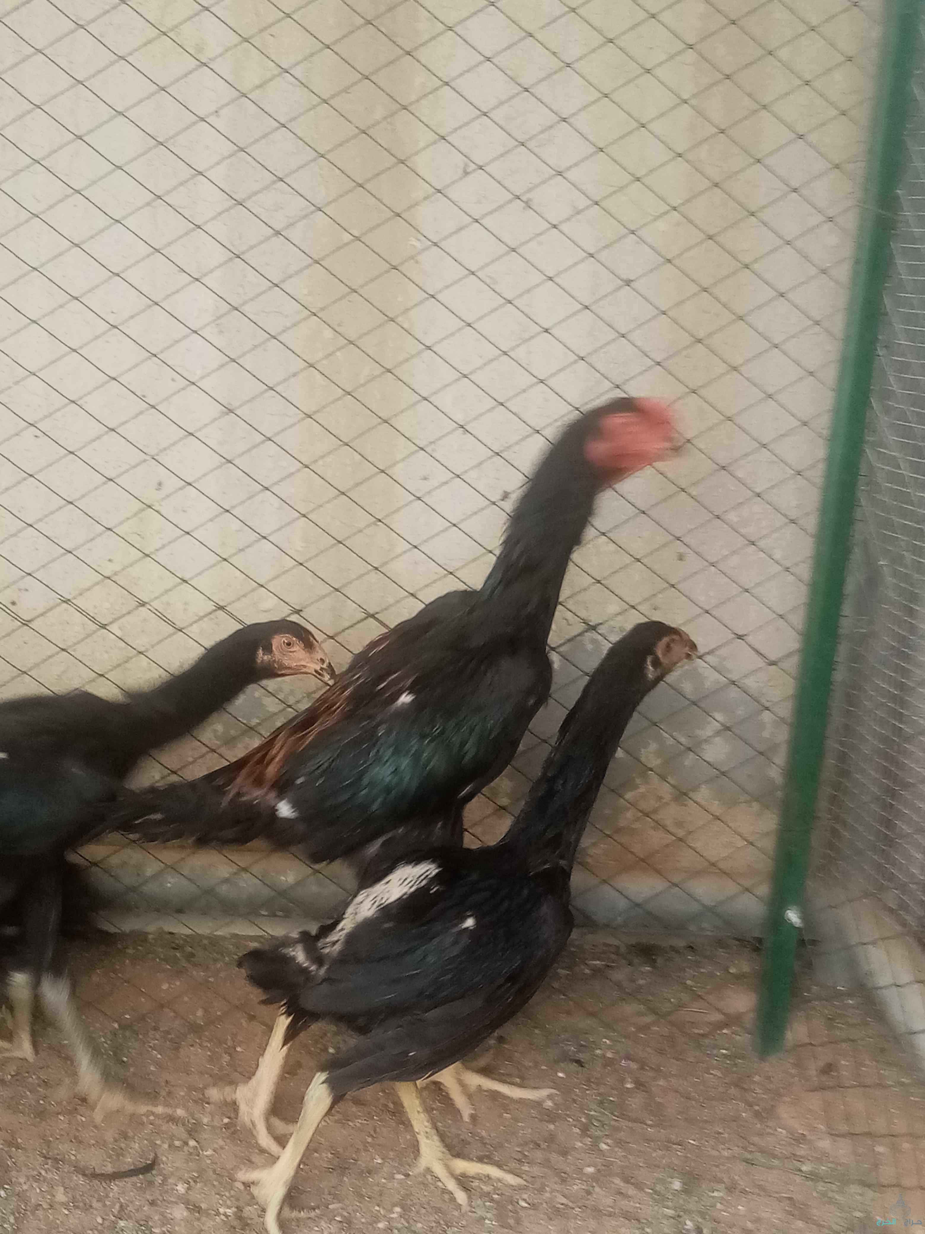 الرياض 