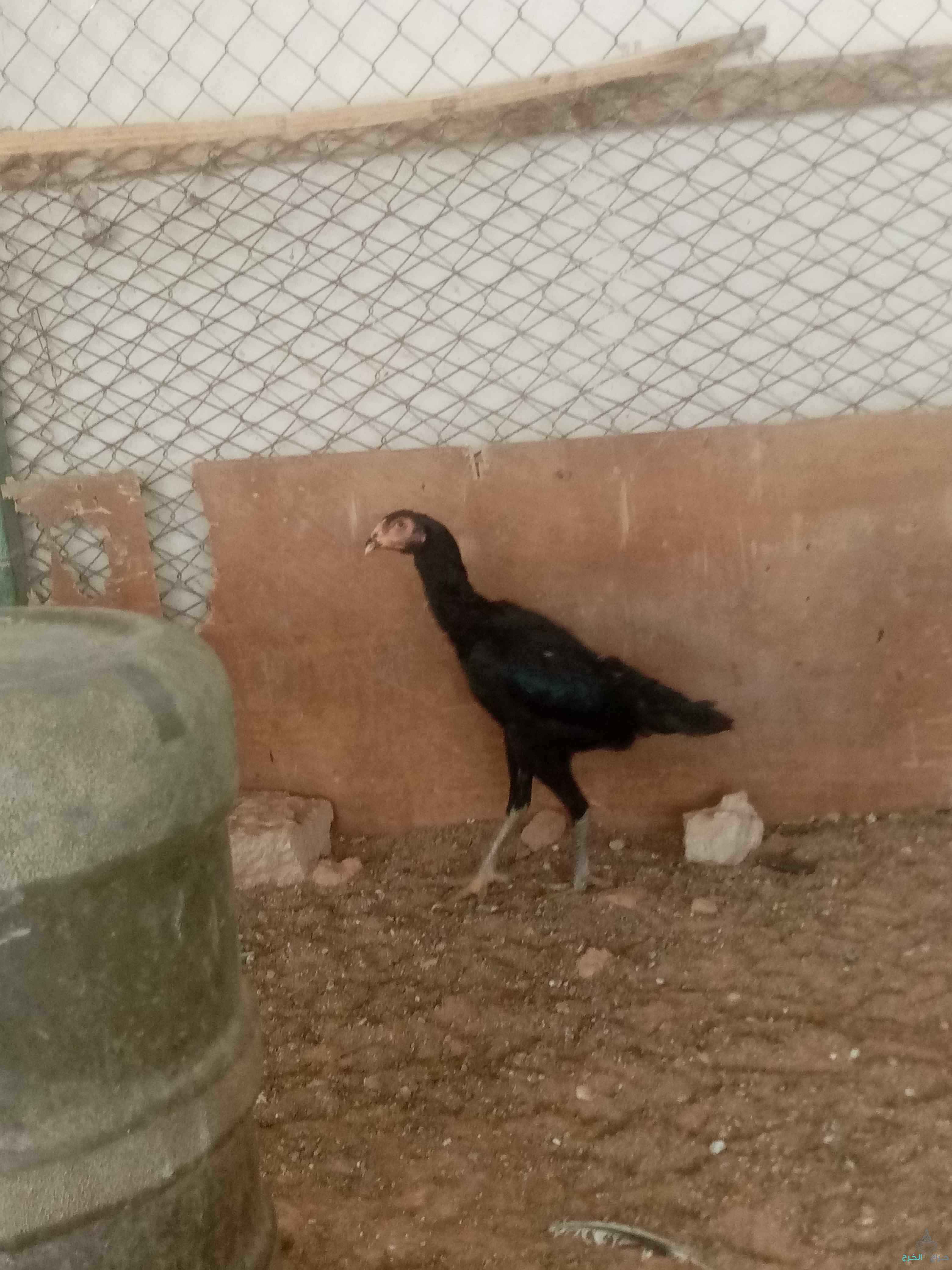 الرياض 
