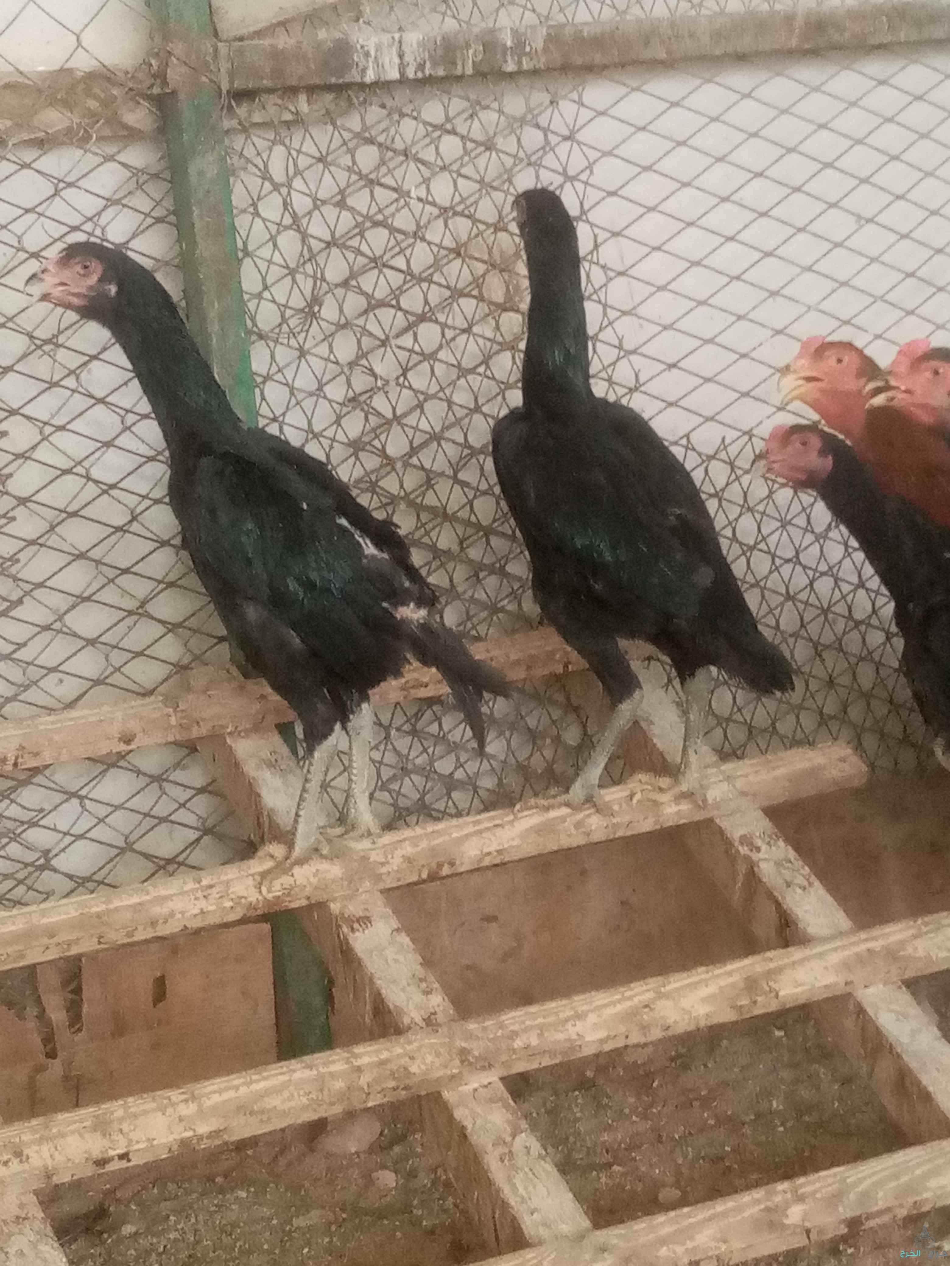 الرياض 