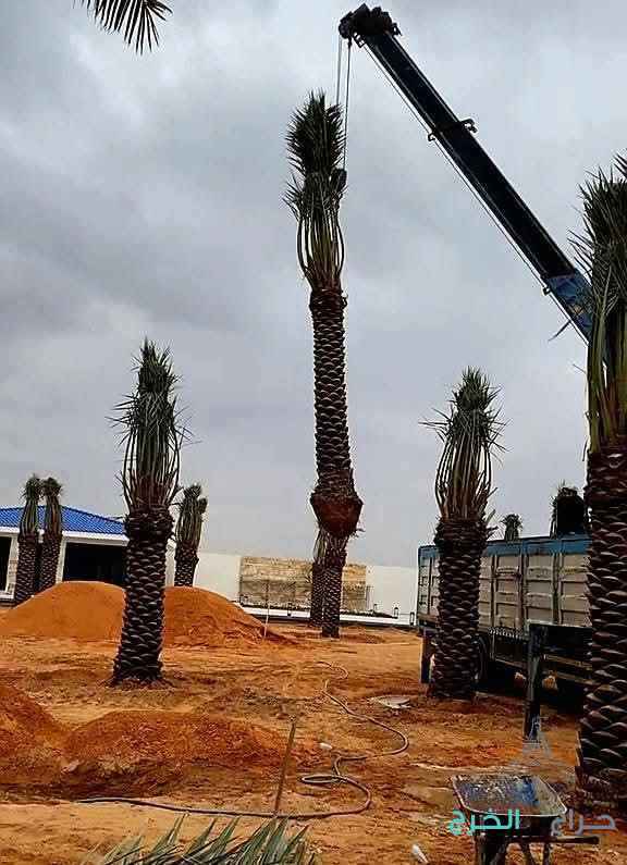 نخل واشنطني زينه وعربي مثمر للبيع 