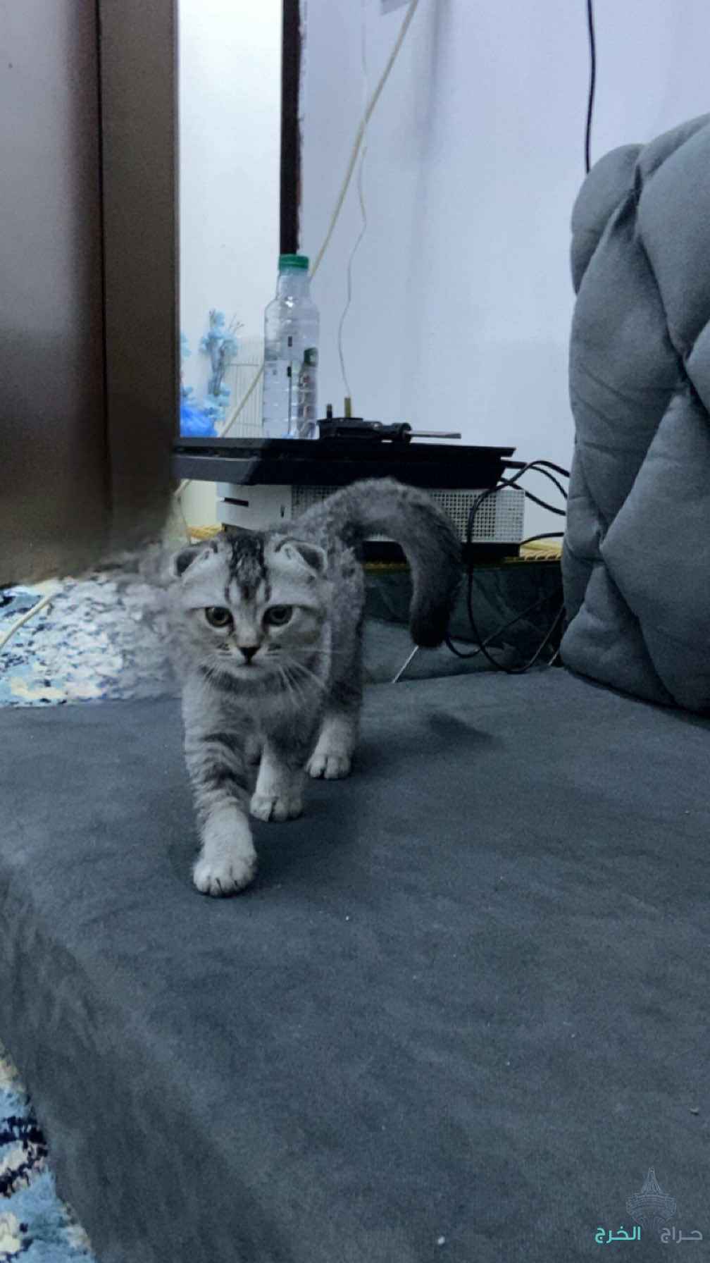 قطو سكوتش