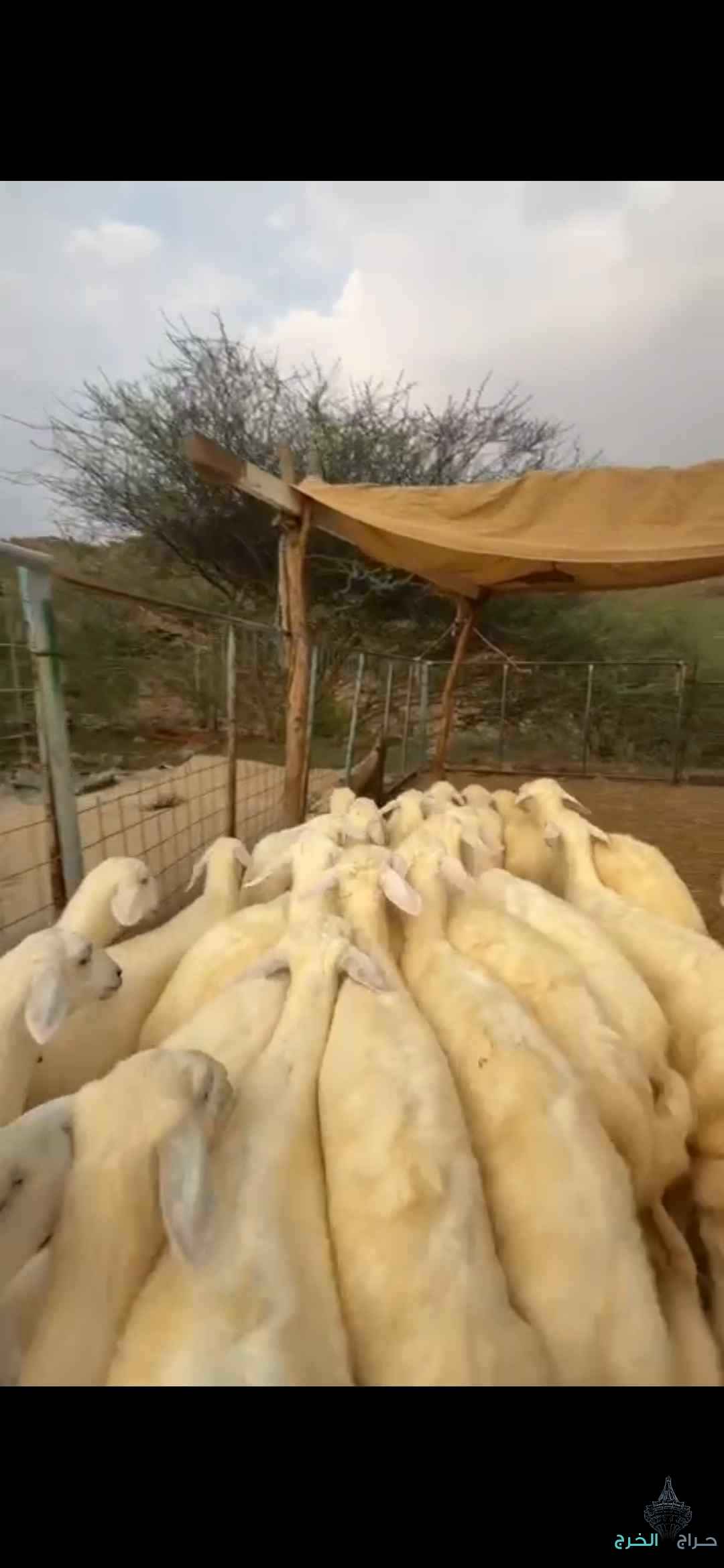 رخال تأسيس مراح 