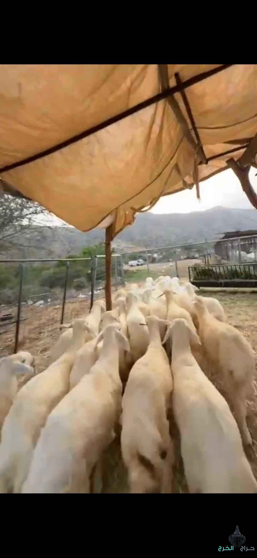 رخال تأسيس مراح 